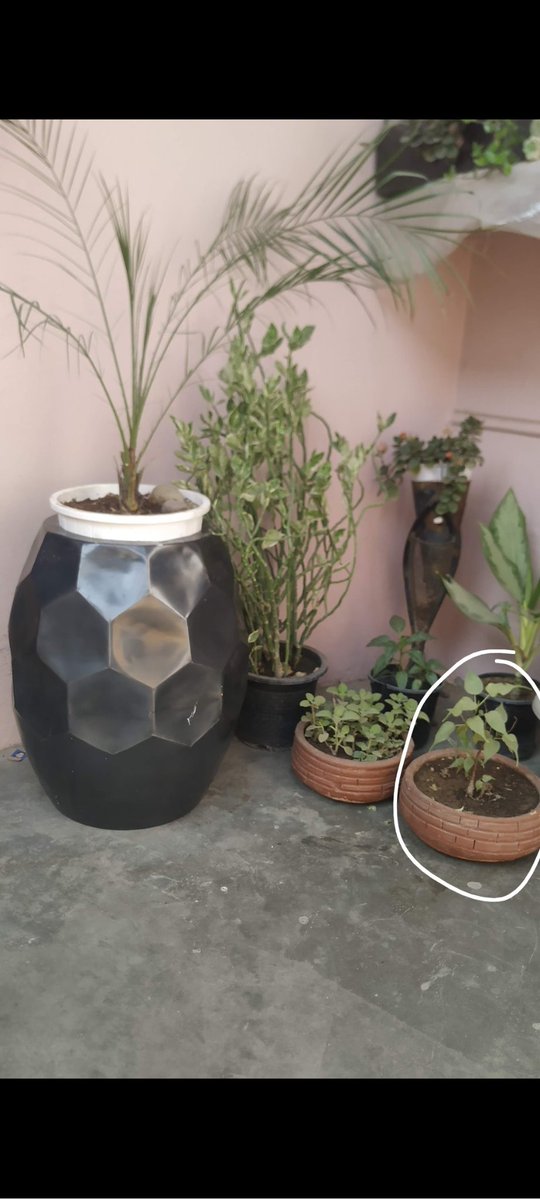 Shanya Gupta tweet media