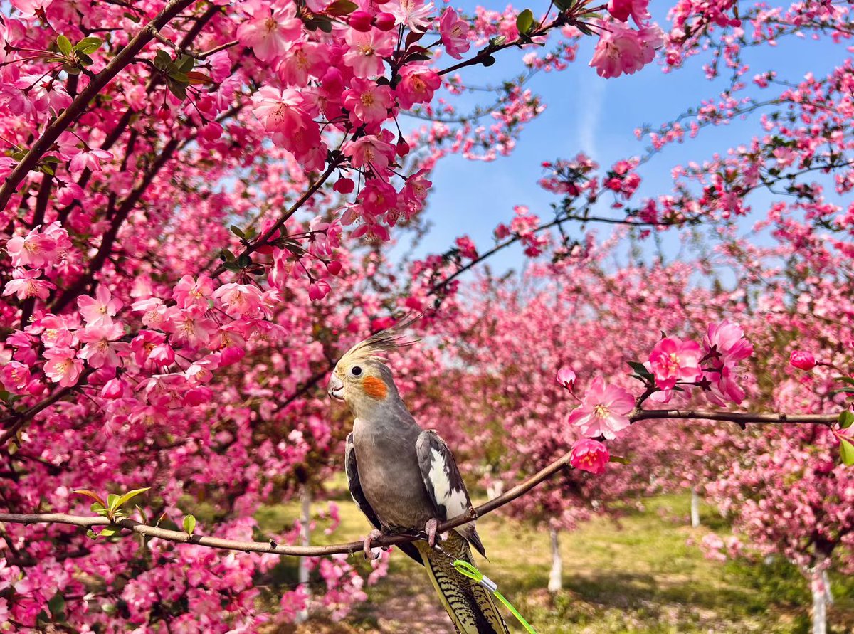 蔡蔡不菜🎀（互fo💯） tweet media