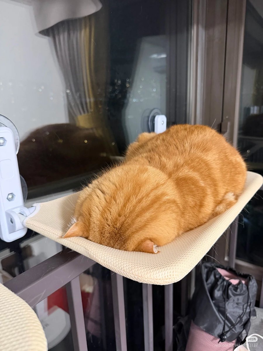 No Context Cats tweet media