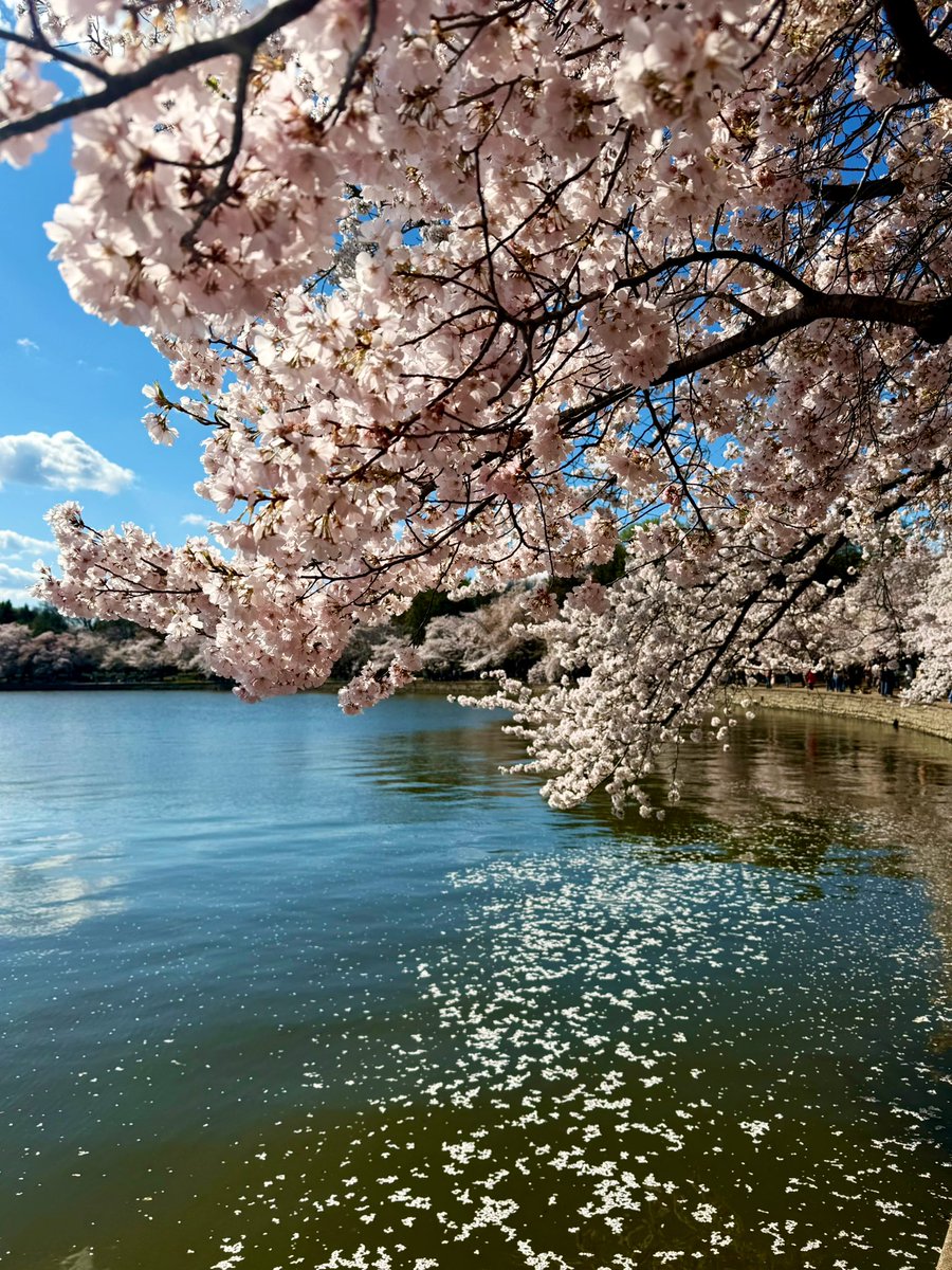 suziday123's tweet image. Sunday Friendly Reminder.. Where flowers bloom, so does hope. 🙏🍃🌸 #SundayMorning #Hope #PalmSunday