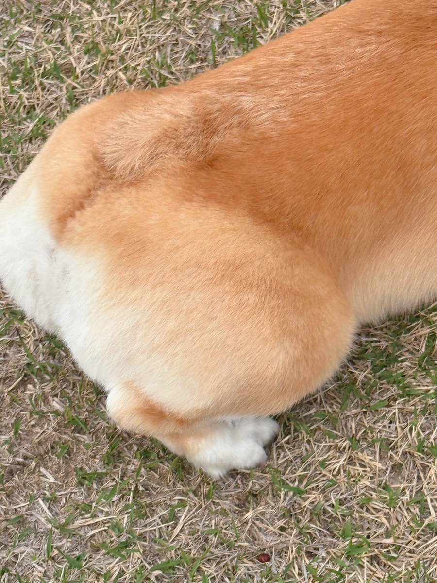 はんぺん tweet media