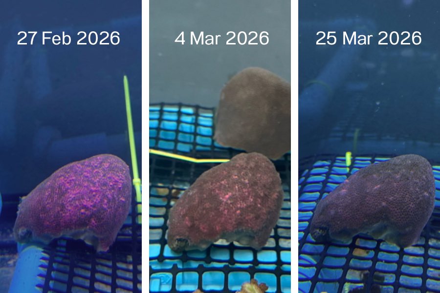 MYucharoen's tweet photo. Porites coral showed pink pigment response (discoloration) since we collected from shallow reef, but after taking care in our tank, colony gradually returned to more healthy, almost natural state, it seems to be indicator that we have very good water quality in experiment system https://t.co/lbqWWIsQSc