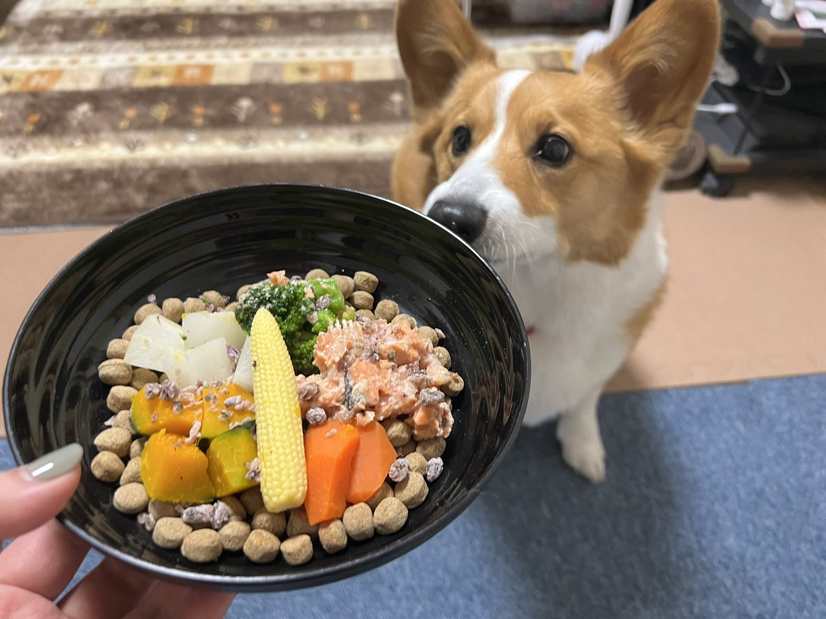 ★ EIN ★@甘えん坊コーギー☻ tweet media