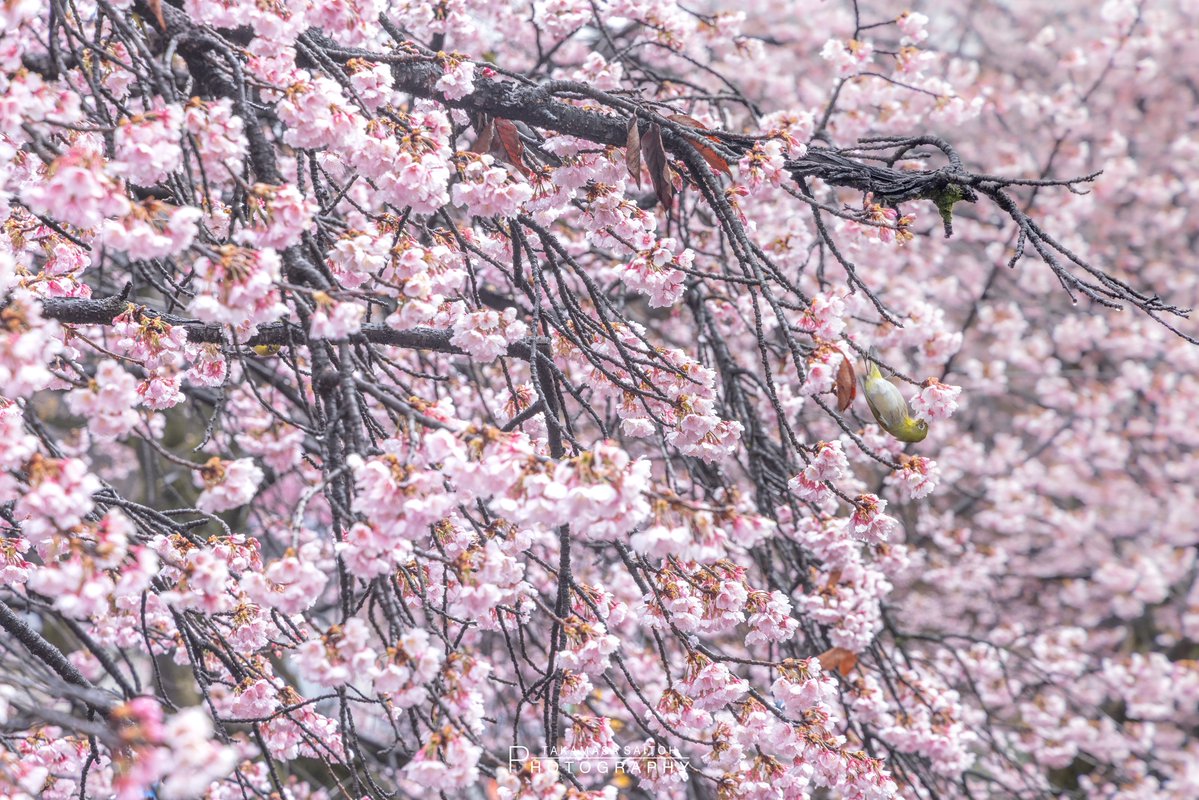 齊藤 貴聖/ジープ島写真家 tweet media