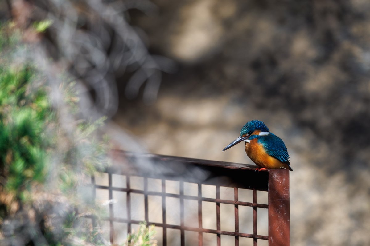 綿千代呂木 tweet media