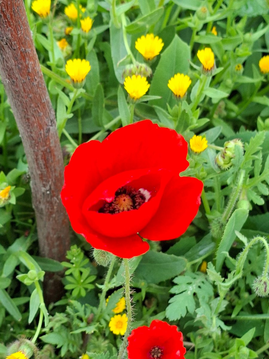 Vampy🦇 tweet media