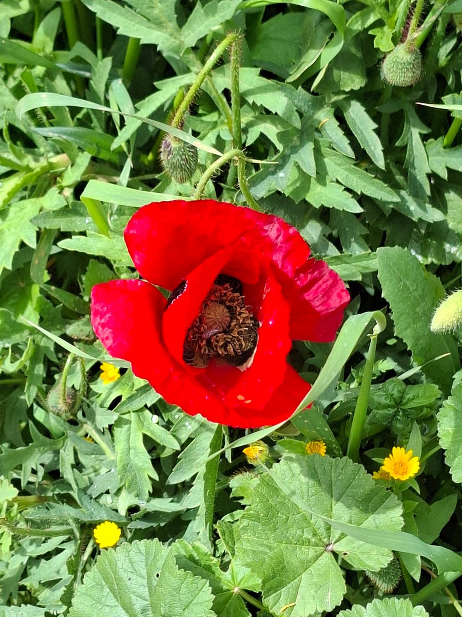 Vampy🦇 tweet media