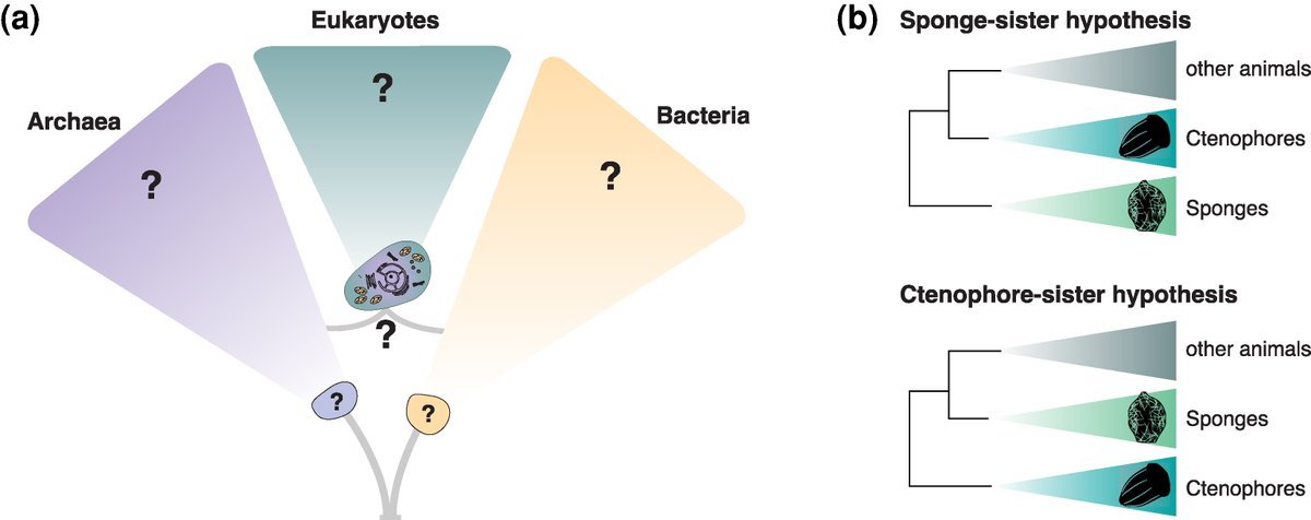 protasov_evgeni's tweet image. Toward a genomic understanding of the tree of life
#microbiology #evolution #eukaryotes #TreeofLife
doi.org/10.1093/molbev…