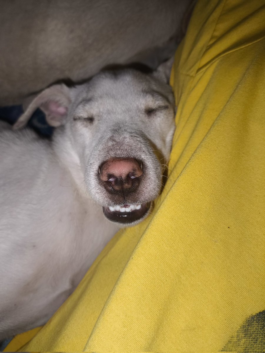 elmoa_2003 🦙🔥 tweet media