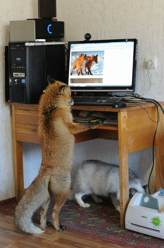 Hey, look away. I am just searching for interesting images on the internet. 🦊😠