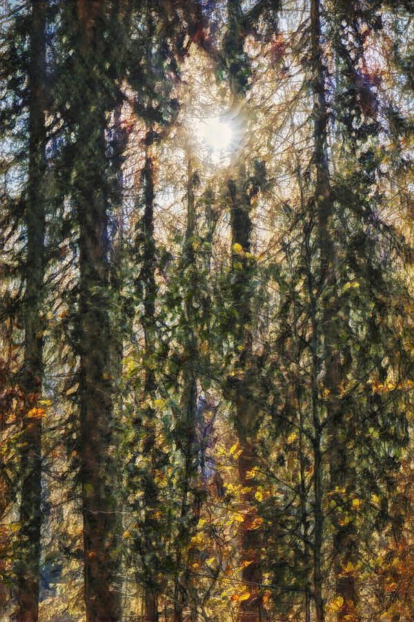 joancarroll's tweet image. Sunstar Through the Trees Artistic buff.ly/4751IWg #sunstar #trees #forest #artistic #slovenia @joancarroll #Travel #travelphotography