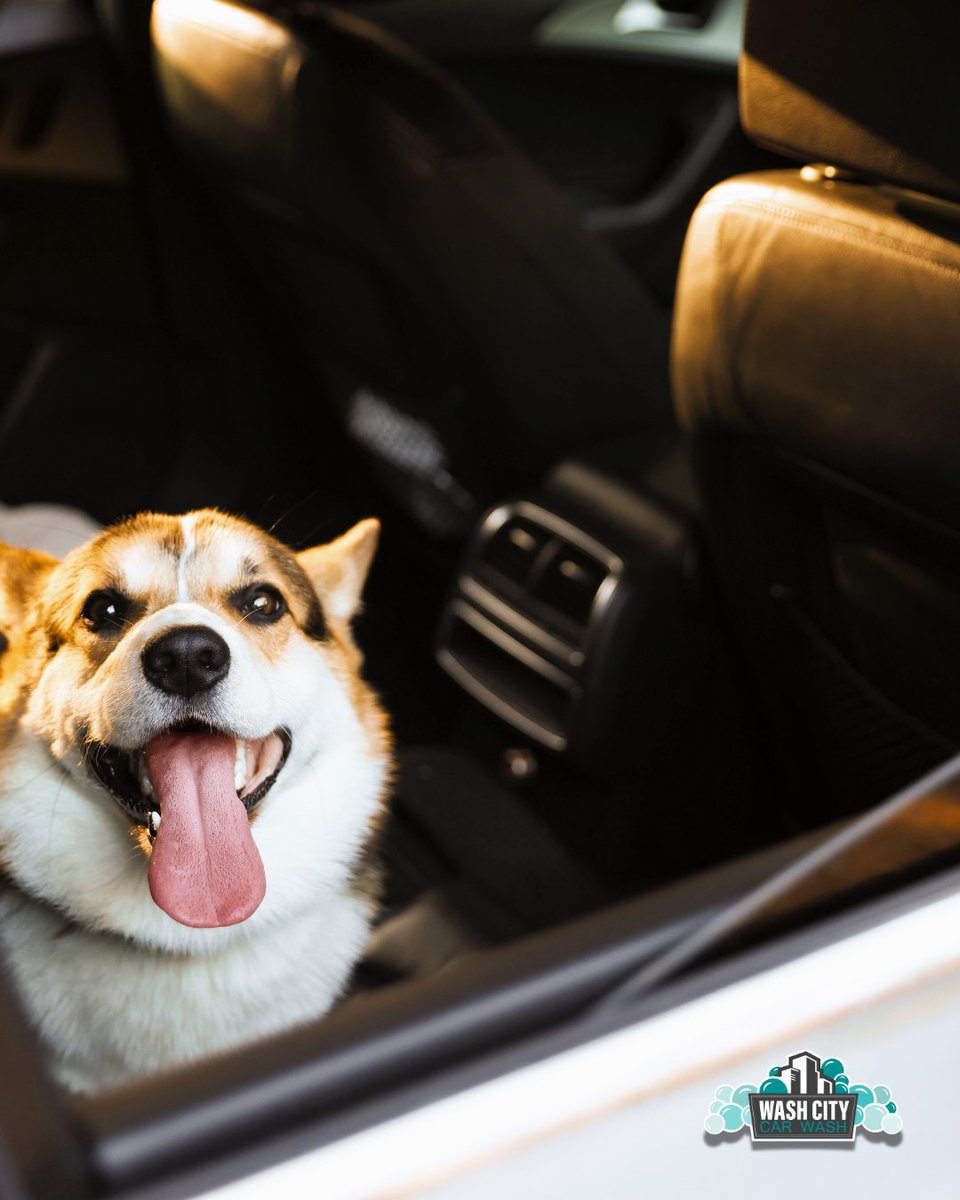 washcitycarwash's tweet photo. Happy National Pet Day to our favorite co-pilots! 🐾 Love your dog but hate the "glitter" they leave on the seats? Our free vacuums and air tools are legendary for getting pet hair out of the tightest spots. Come try them out!

#NationalPetDay #DogMom #DogDad #CarCleaningTips https://t.co/BZzJTN1vLk