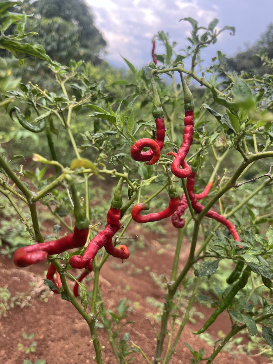 Bery ga prima tweet media