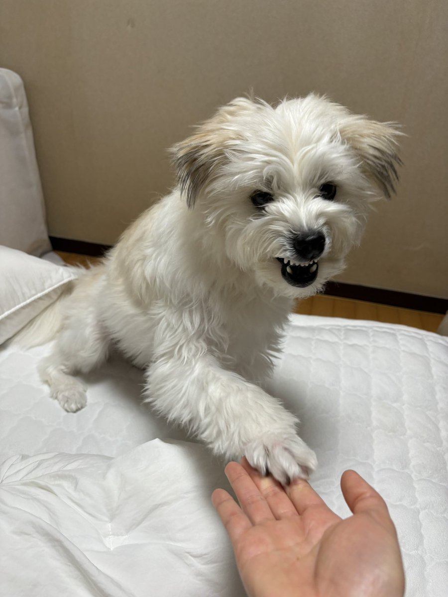 똥크림 tweet media