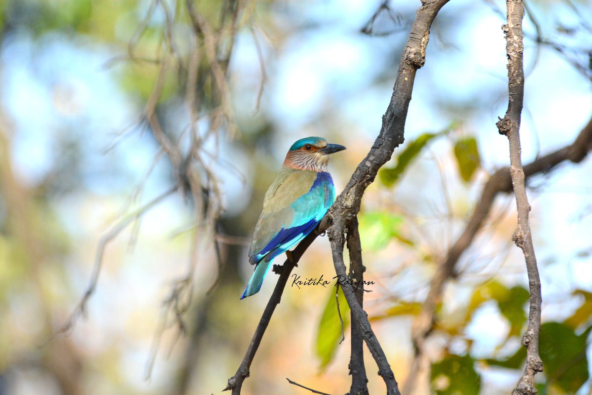 Kritika Ranjan tweet media