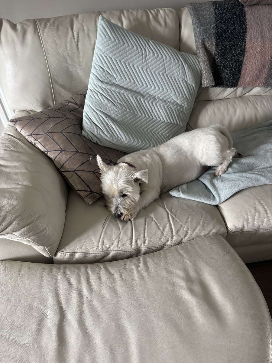 Albert the westie tweet media