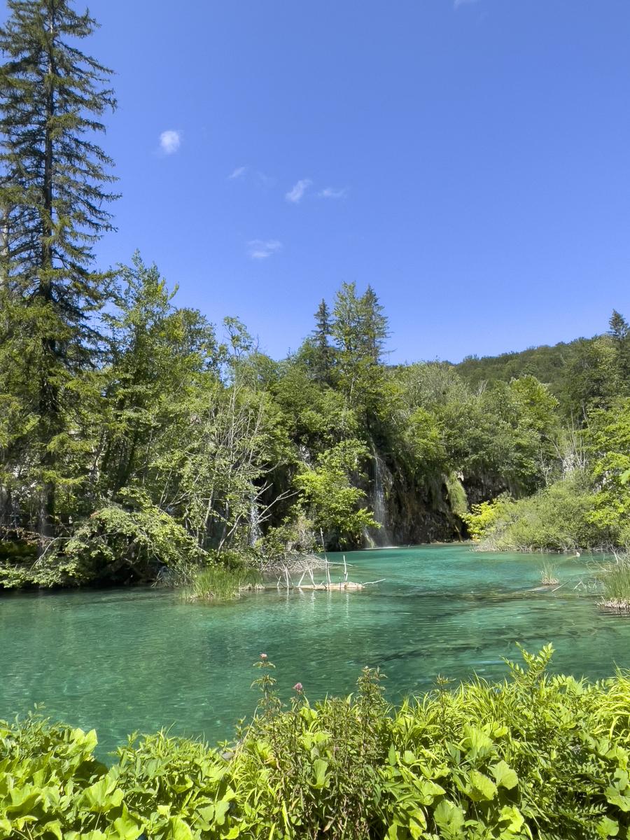 Rosy Lone tweet media