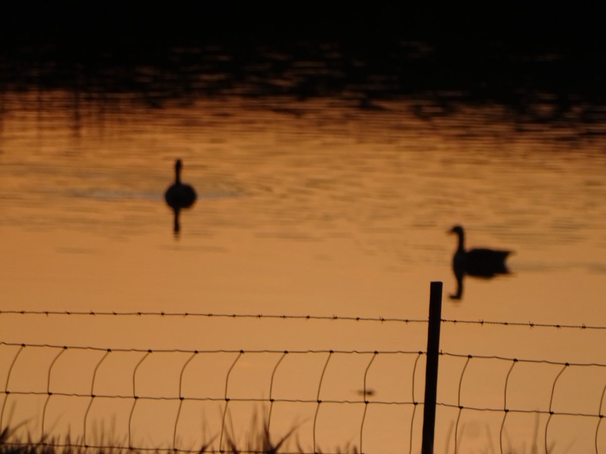 Sheryl Franklin tweet media