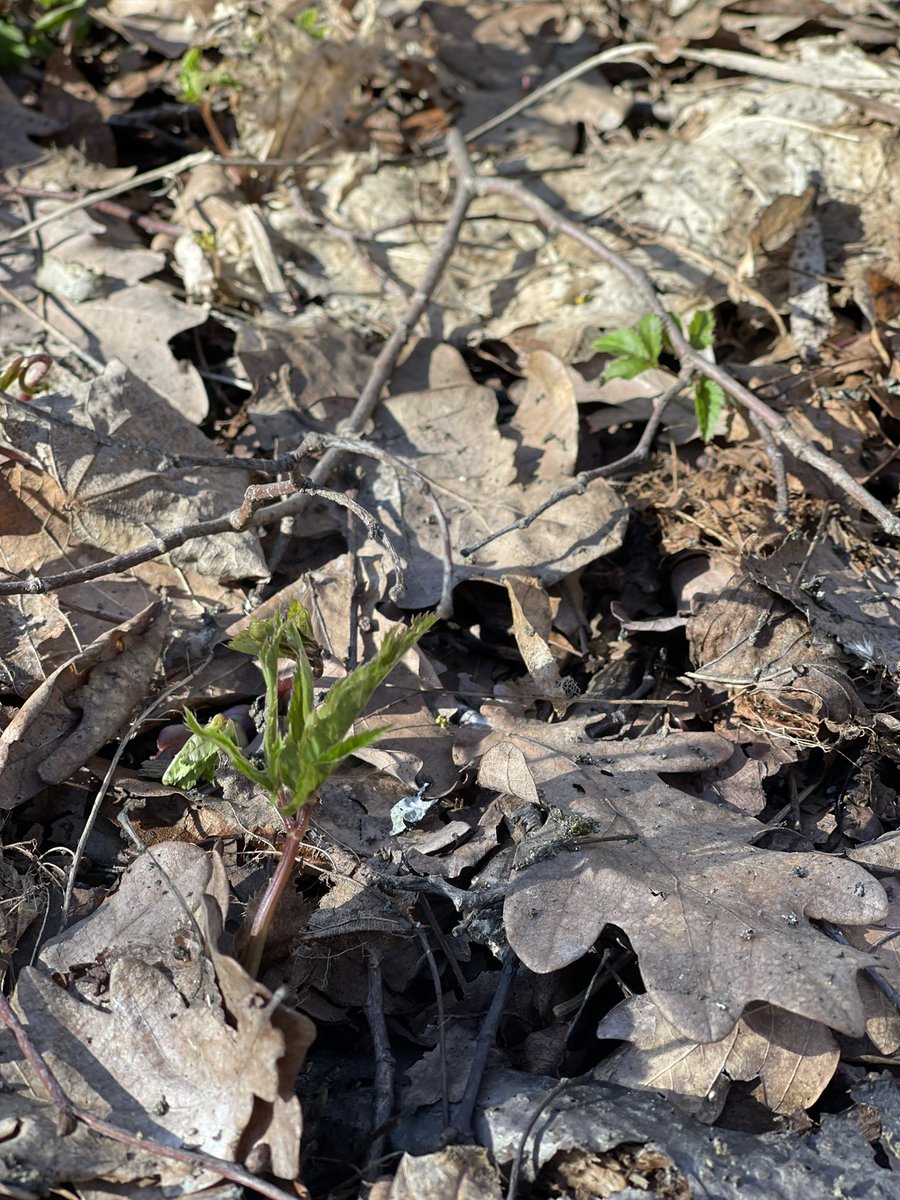 Виктория Родионова tweet media