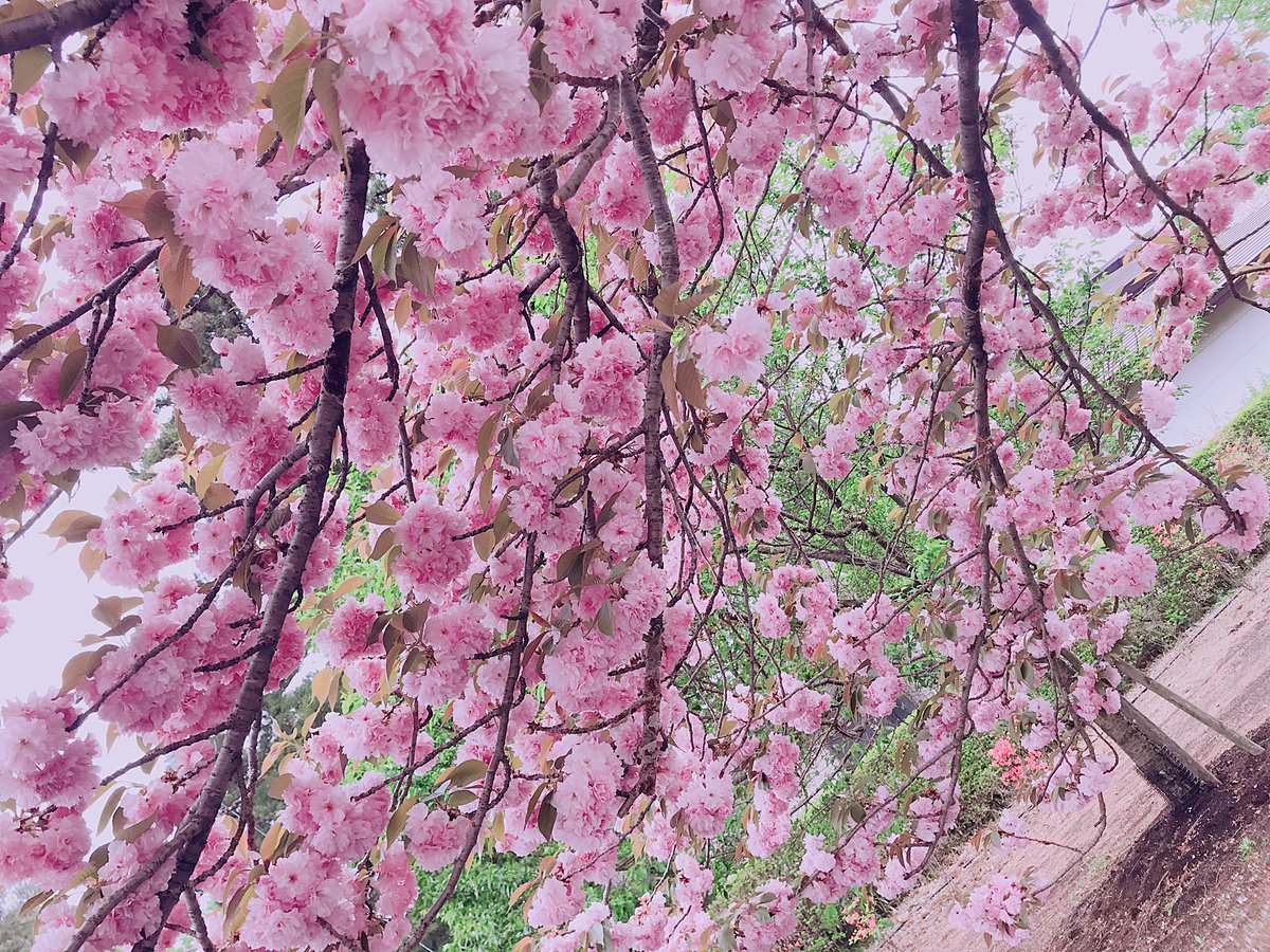 cha_x23's tweet photo. 🌸 https://t.co/zcz3P8SgWI