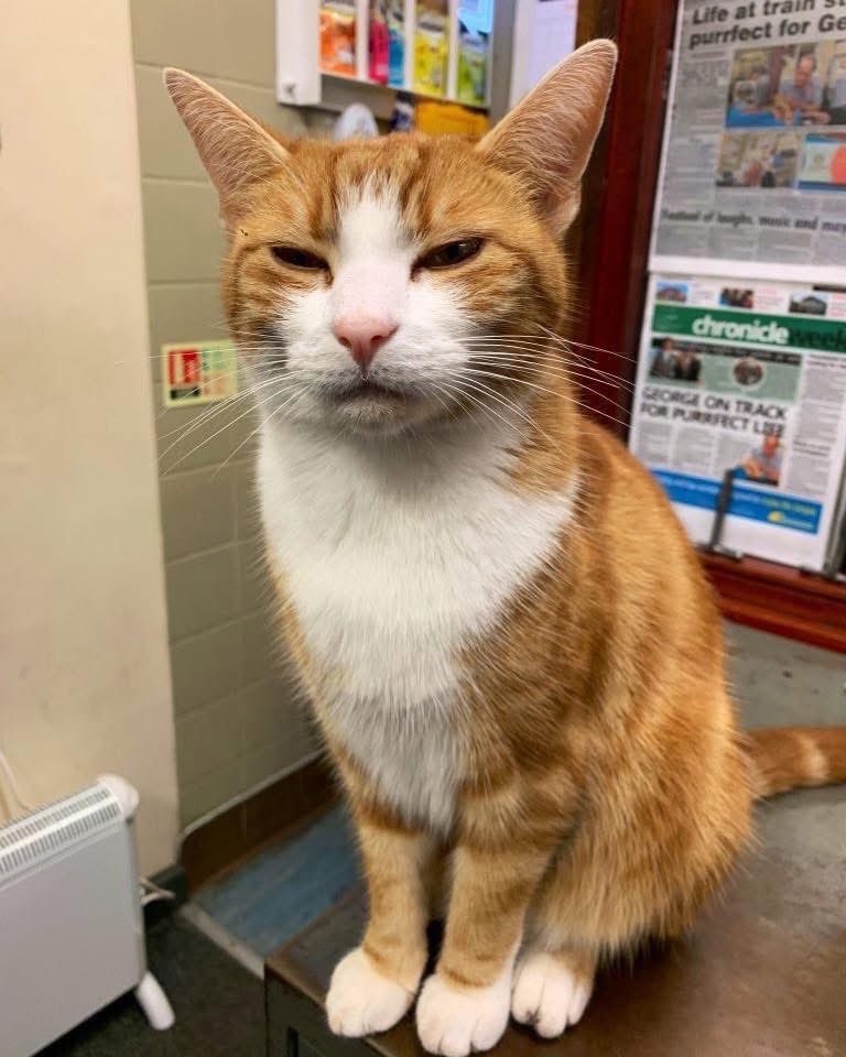 George The Stourbridge Junction Station Cat tweet media