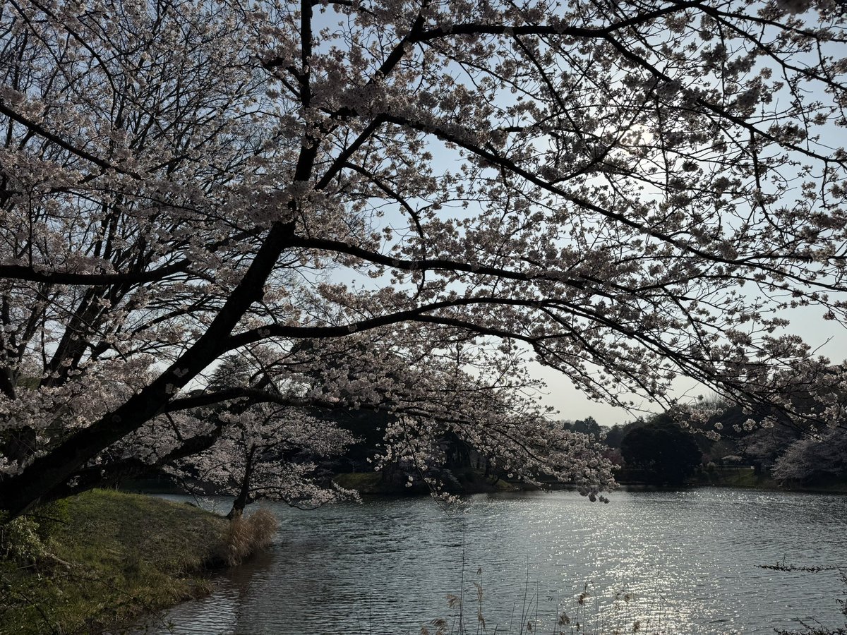 yamineko_diva's tweet photo. 花���日和でした🌸 https://t.co/sGEna5qOjS
