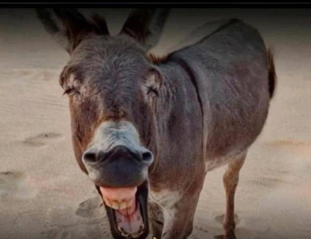 Dev. Abdulmajeed tweet media