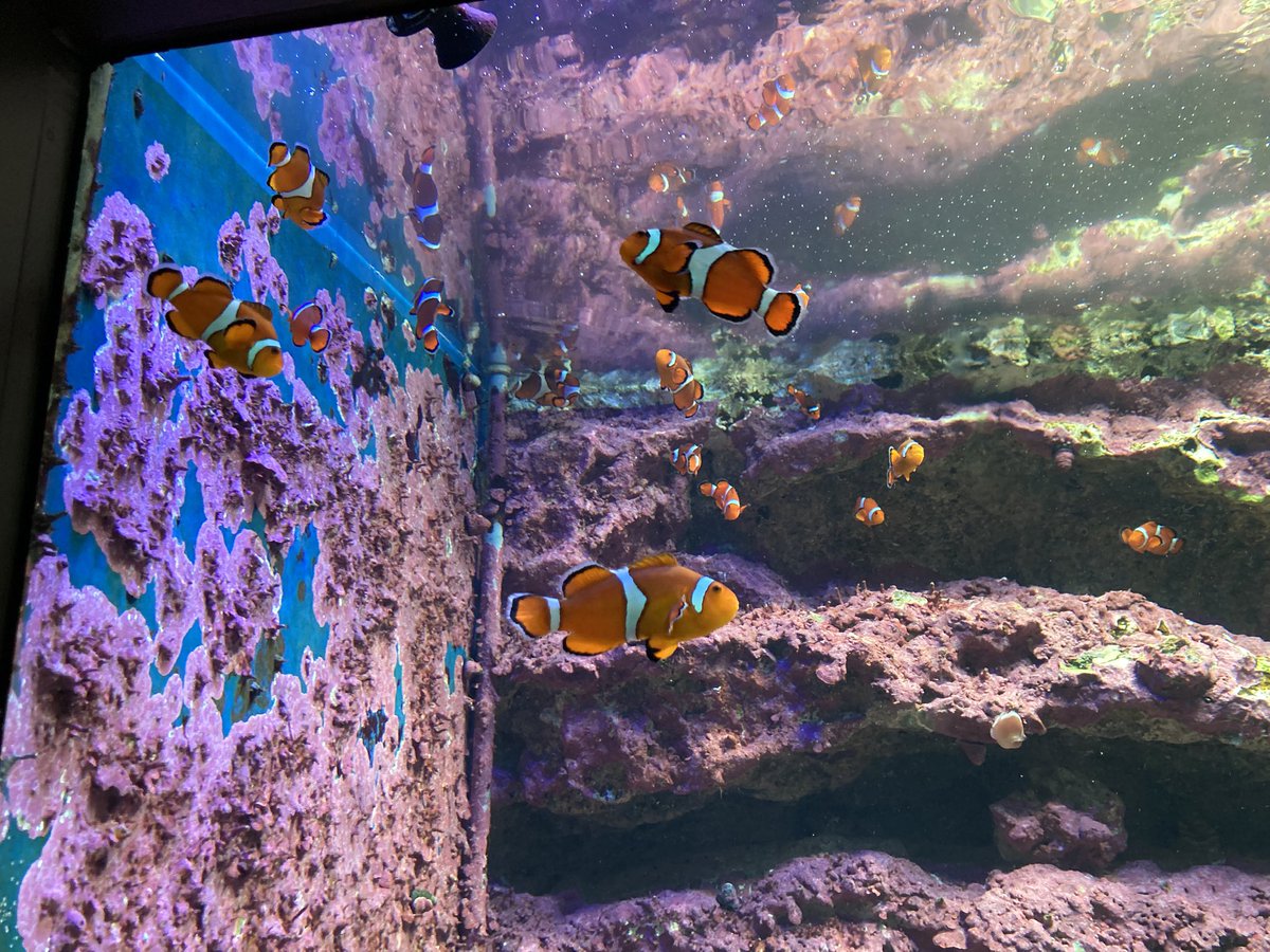 alinamine9 tweet media