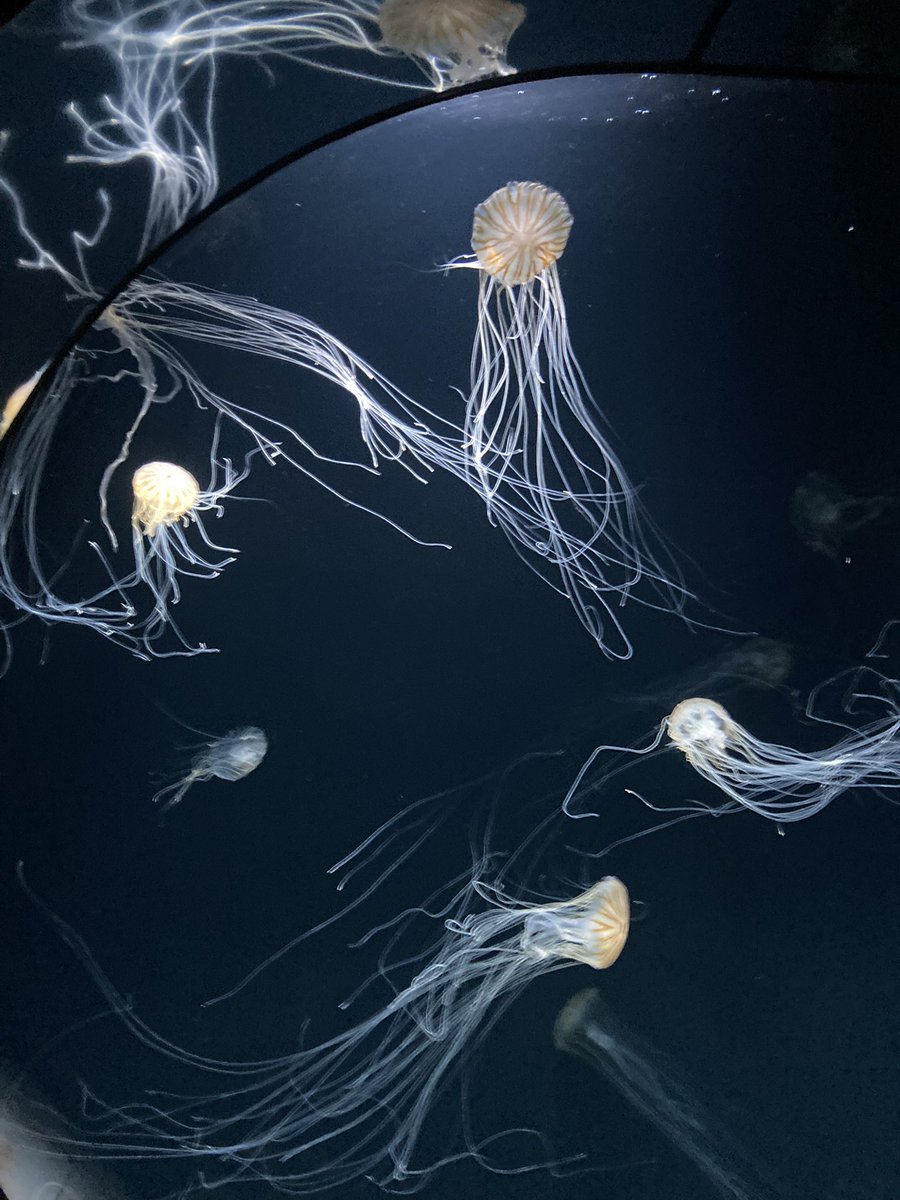 alinamine9 tweet media