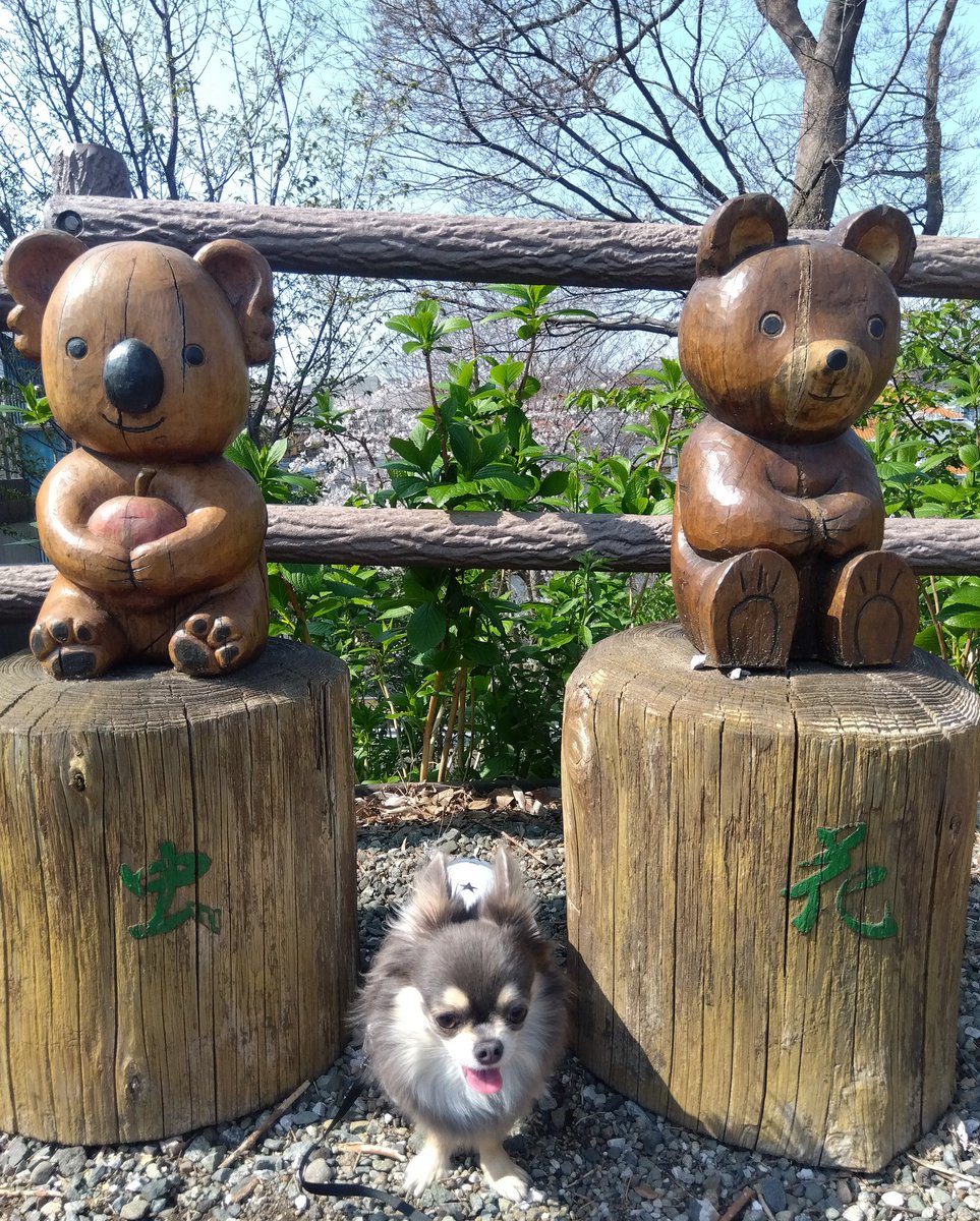 チワワ 🐾ちくわ🐾 tweet media