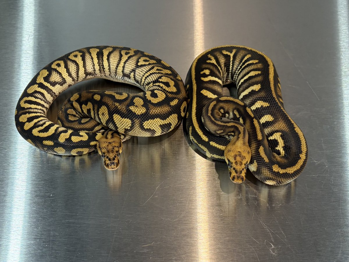 arutyuudesu's tweet photo. 集合写真🐍
一部集合させてみました🐍
https://t.co/ZXinDoCJyq
#ボールパイソン
#ウーキー
#クラウン
#ブラックパステル
#VPIAxan
#リューシ
#キャンディーノ
#codeZERO https://t.co/aIr0kLOmrL