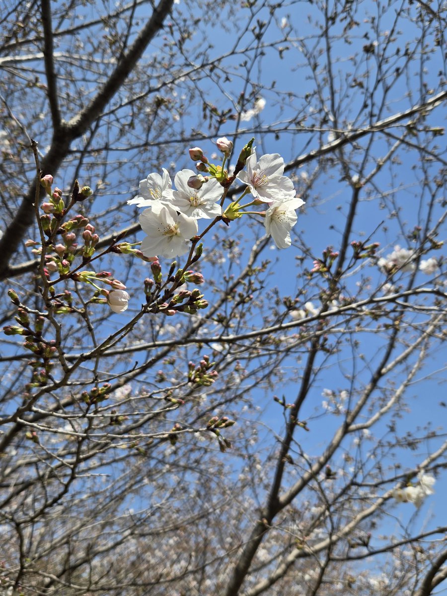 笛吹れた tweet media