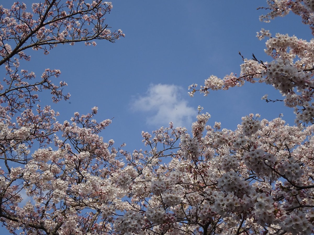 もづる tweet media