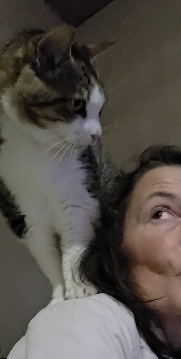 Turbo♀️Goliath♂️Bilbao♂️#PLUCHES💖🎀🚜👑🌹🦐🌟🧼🍋 tweet media