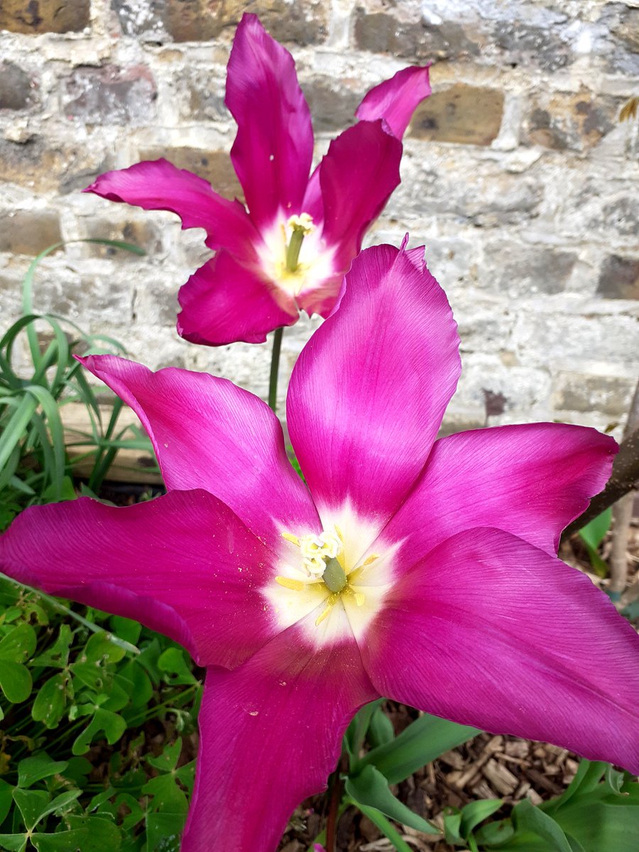 Fiona Graph tweet media