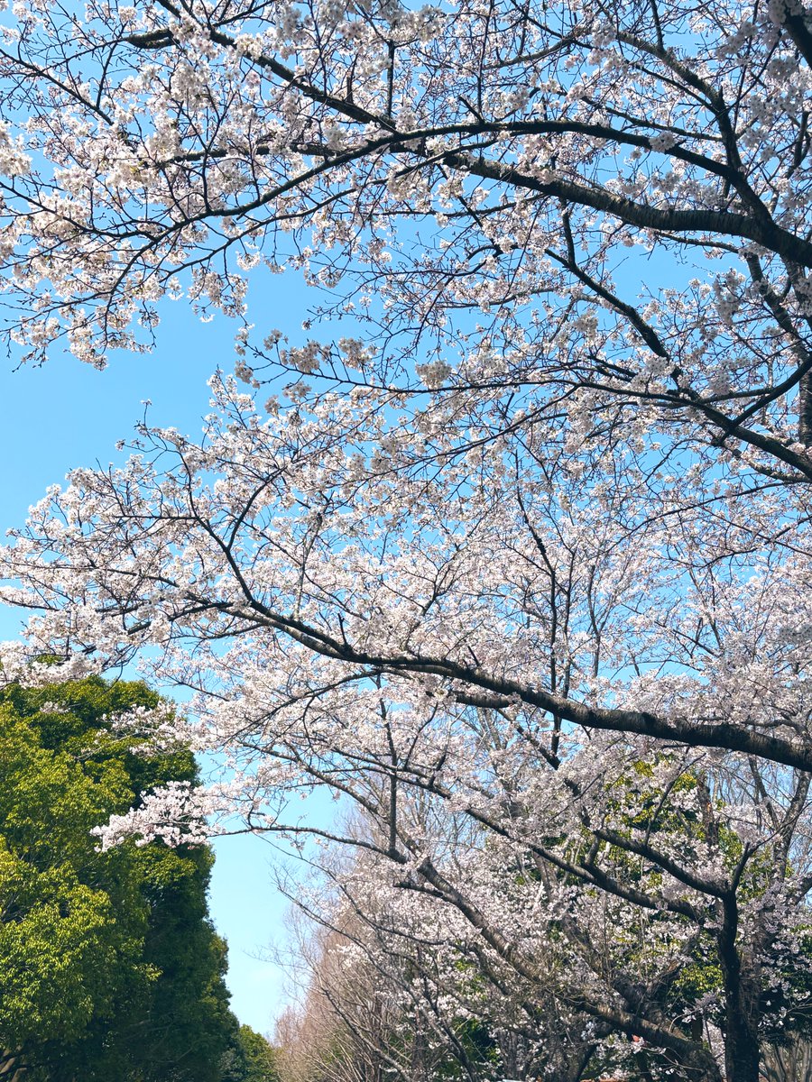 桜も咲いてて綺麗だった