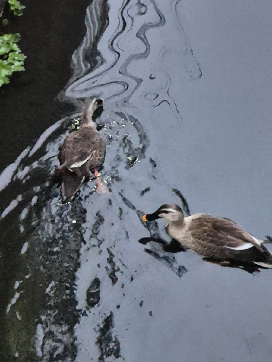 織姫𖧷⁺.˖*低浮上ﾃﾞｽ(ᴗ͈ˬᴗ͈⸝⸝)ﾍﾟｺﾘ🌼 tweet media