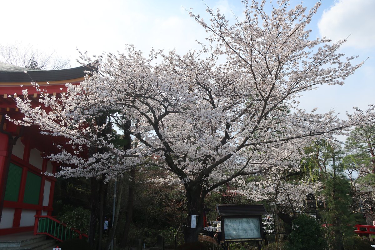 hinonavi's tweet photo. 日野市の桜🌸満開です！

３月２０日開花宣言をした「＃日野市 さくらの標本木」の🌸が満開になりました！
（＃高幡不動尊 境内　弁天池のほとりにあります）

週明けは雨☔の日が多いとの予報もありますが、
どうか散り急ぎませんように… https://t.co/hgnSwtHHtq
