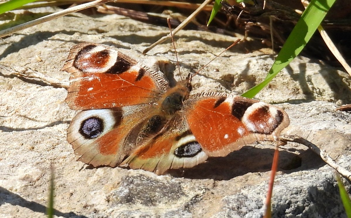 Pajarines tweet media