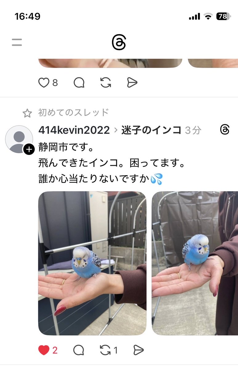迷子のコザクラインコくぅちゃん tweet media