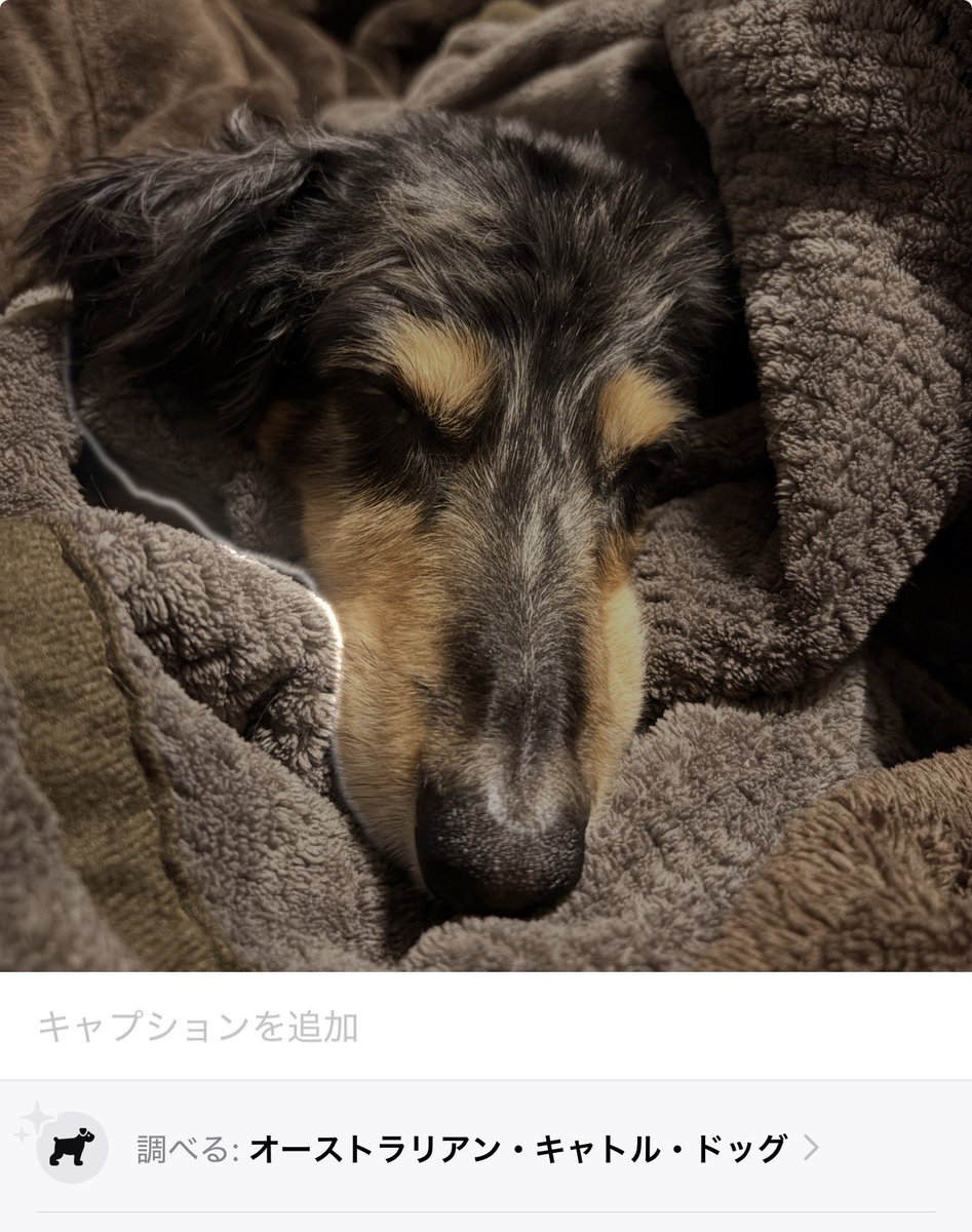 kasumii's tweet photo. うちの犬、毛色のせいかiPhoneの写真認識でダックスフンド判定されないがち https://t.co/Xg29a9S0wO
