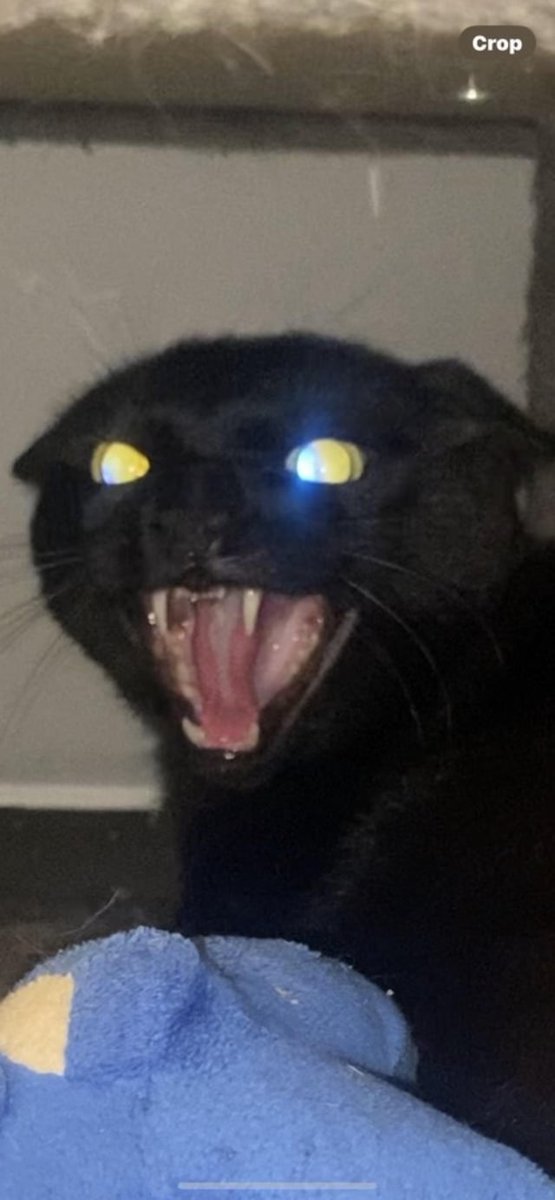 HUMOR CANALLA tweet media