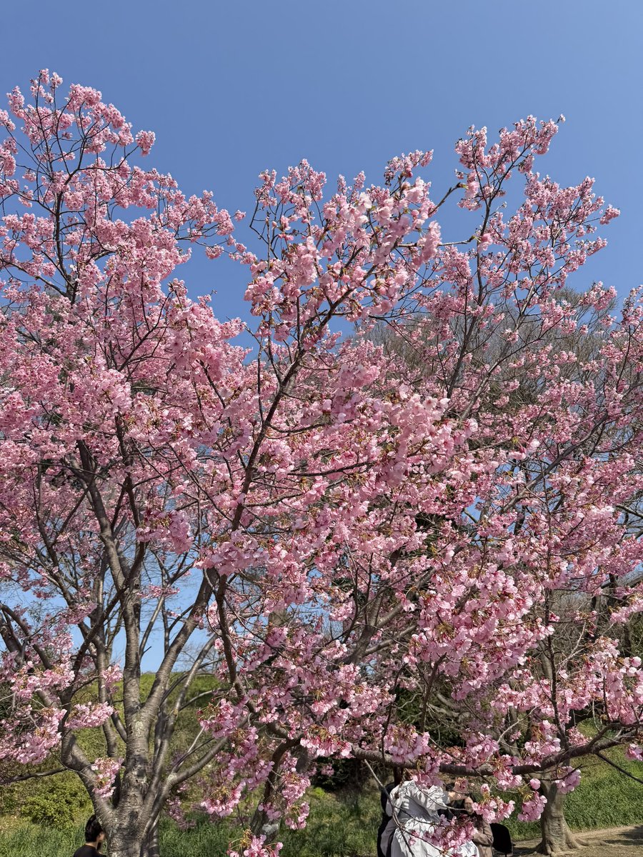 벚꽃 미리 보고 왔어요 😽😽