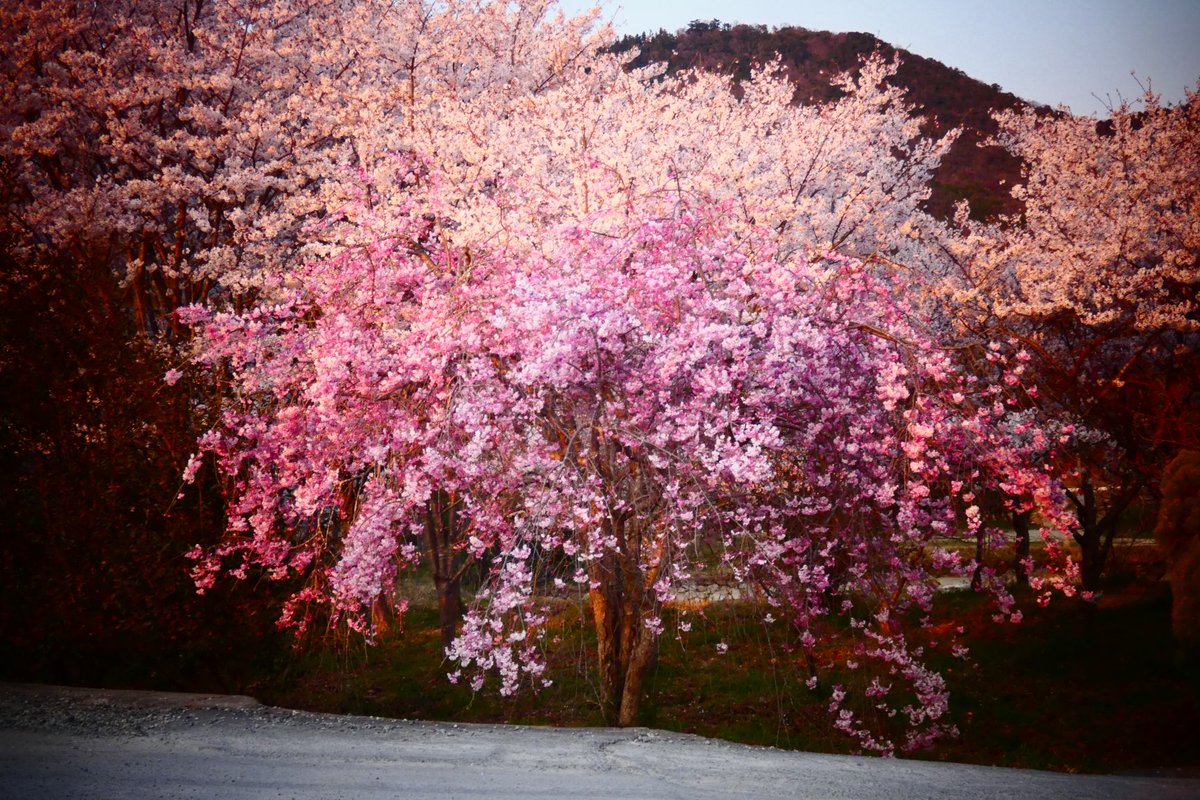 まちぼうけのまっちゃん(通知不具合ありお返し出来ません ごめんなさい🙏🙇) tweet media