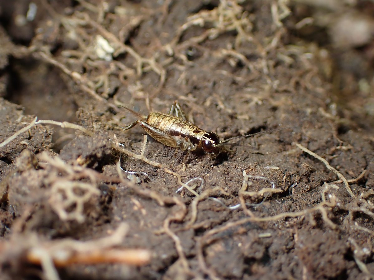 ヒデ@バッタラボ tweet media