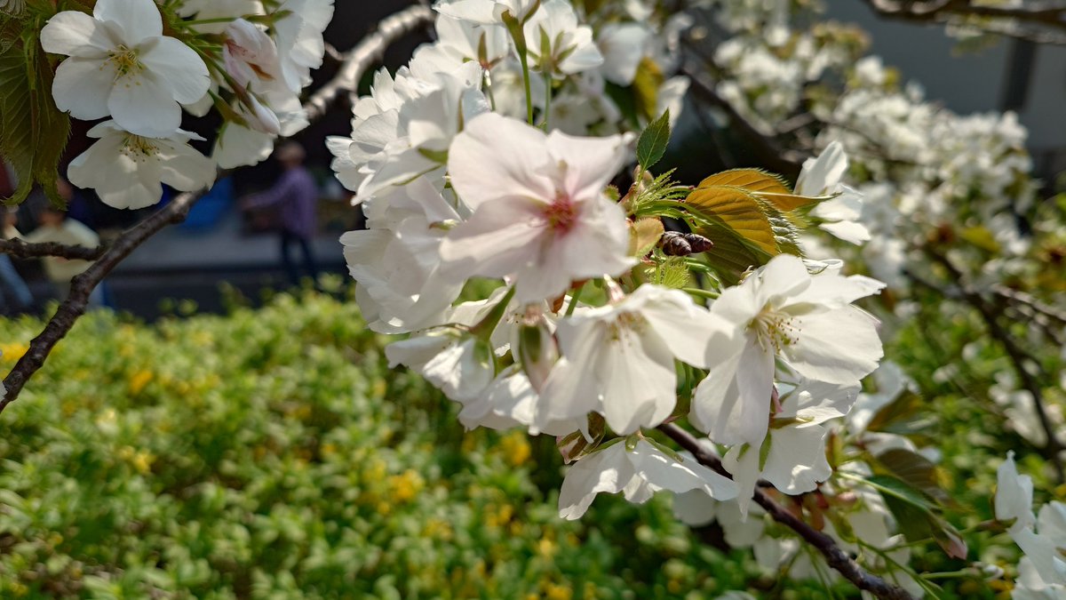 toki10key's tweet photo. 🌸 https://t.co/HSSV4lAybH