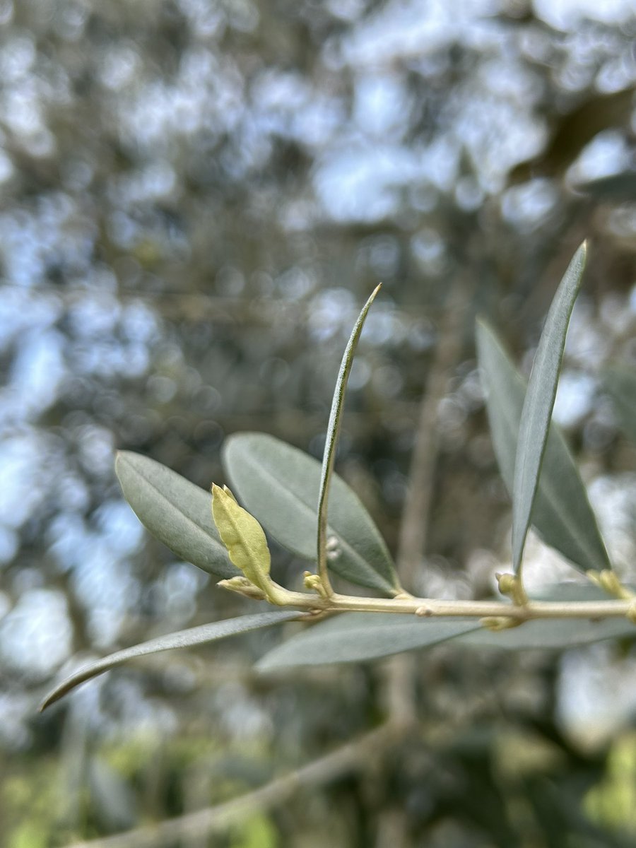 Buona domenica delle palme 🕊️🌿