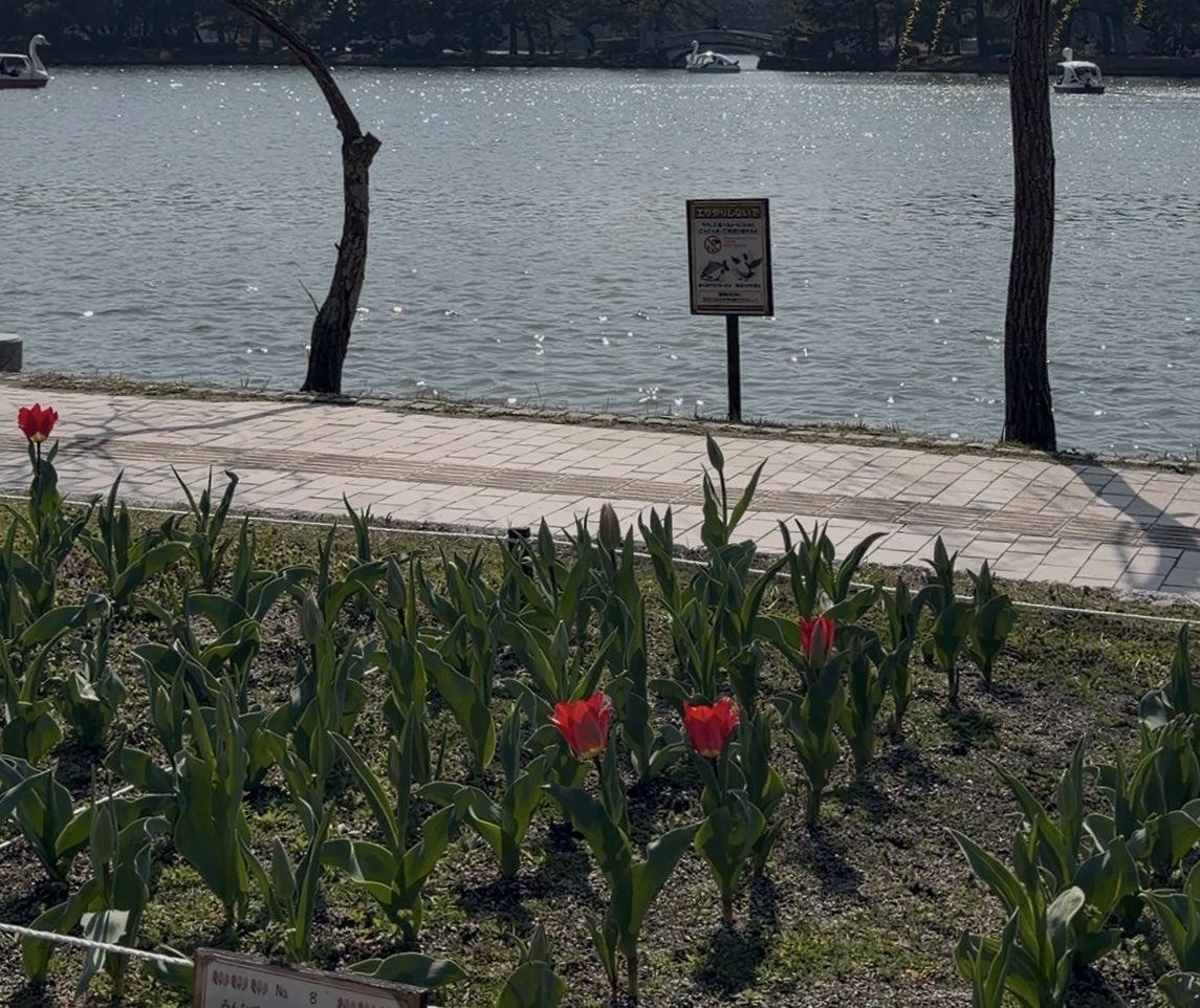 오호리 공원 무조건 가셔야돼!!!!!!!