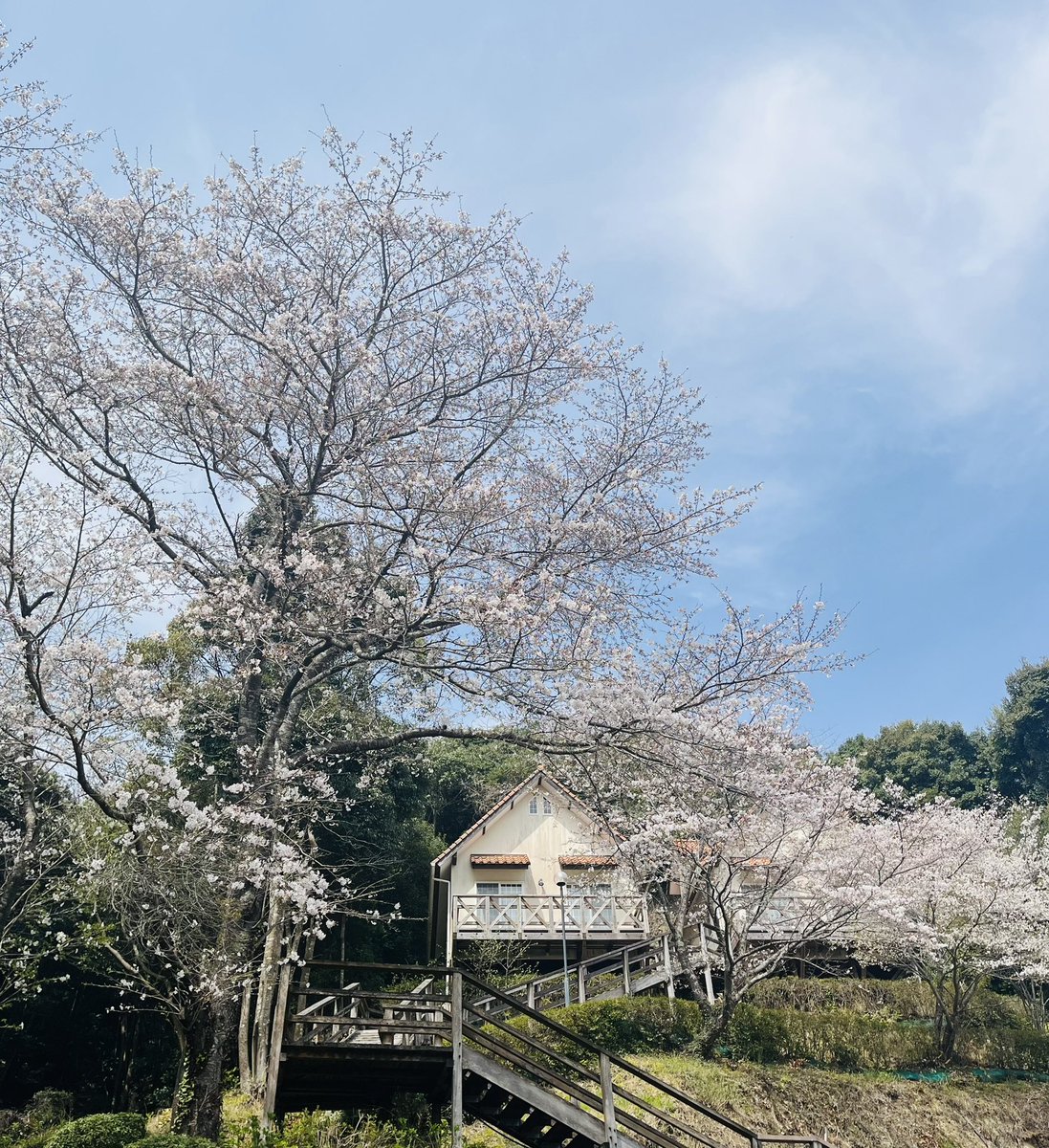 愛夢里裏の桜が見頃です🌸
春、ですね☺️