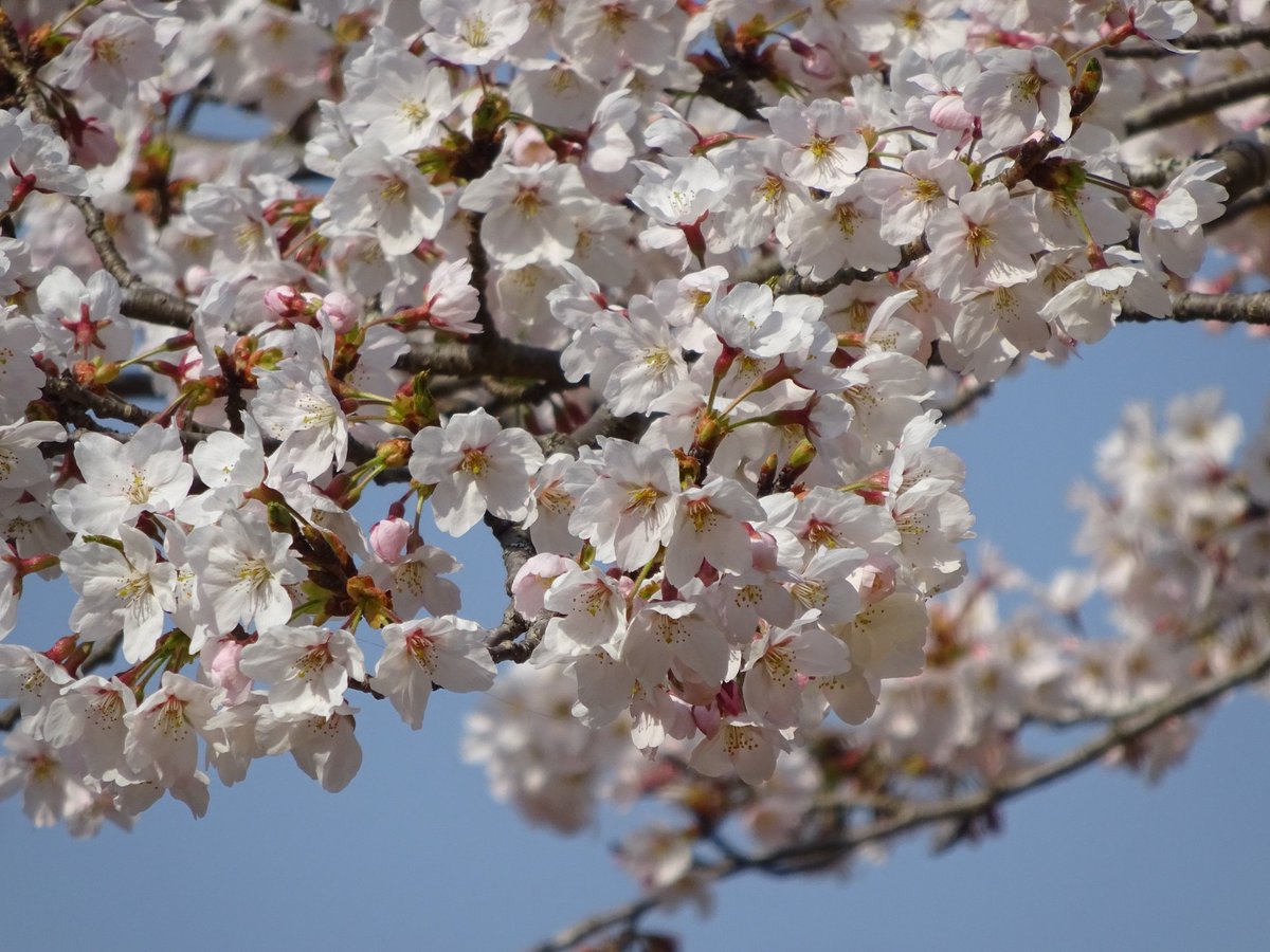 もづる tweet media